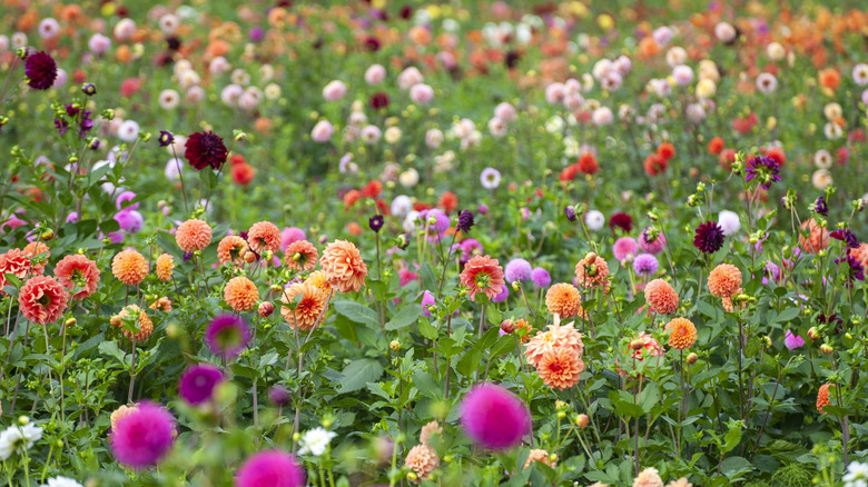 field of dahlias