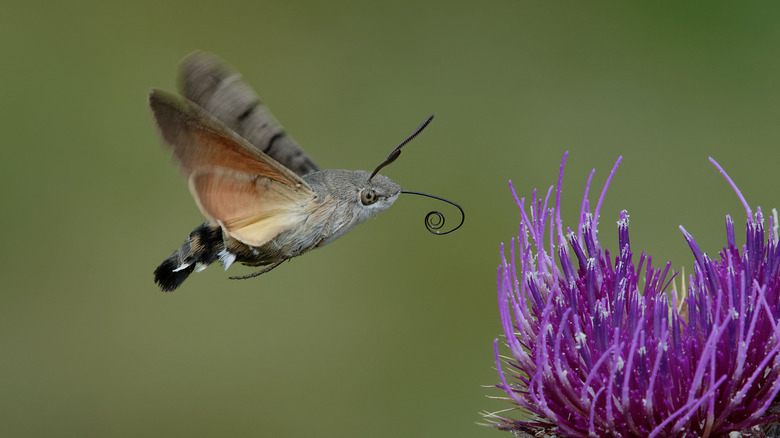 Hummingbird moth unfurling tongue