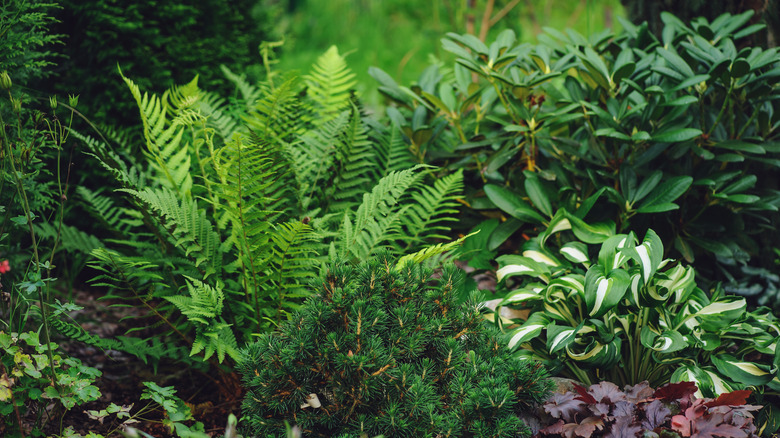 A combination of shaded ferns and hostas