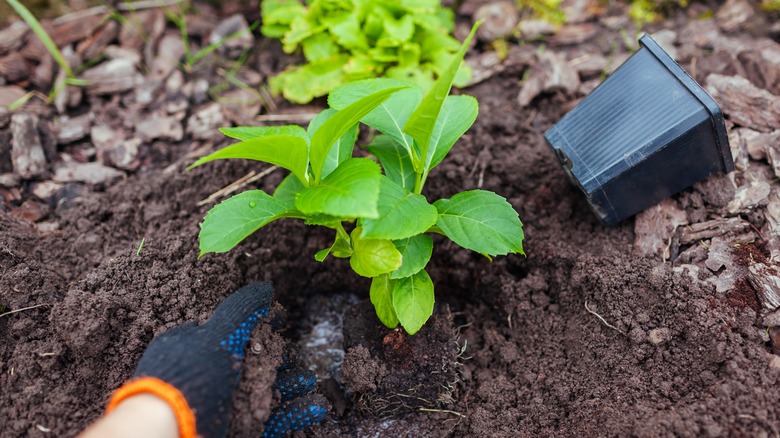 Planting bigleaf hydrangea in soil