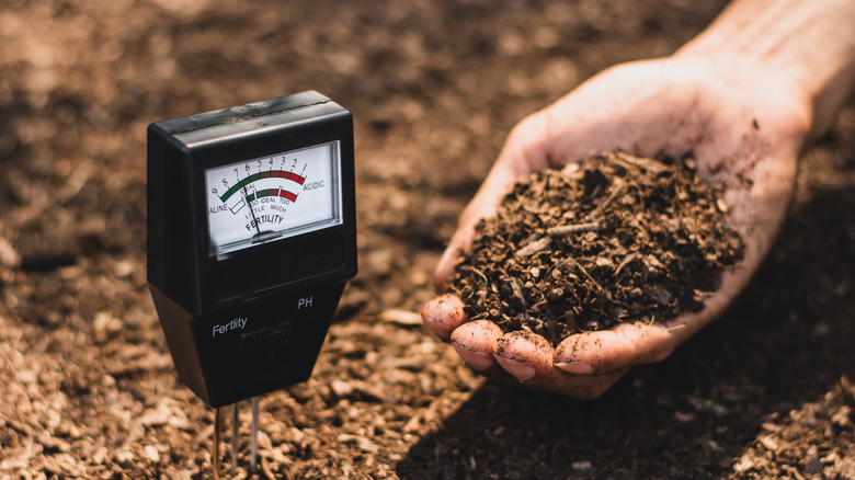 Soil ph test with hand