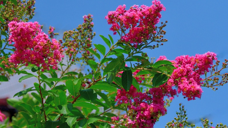 A crape myrtle blooms with bright pink panicle flowers.