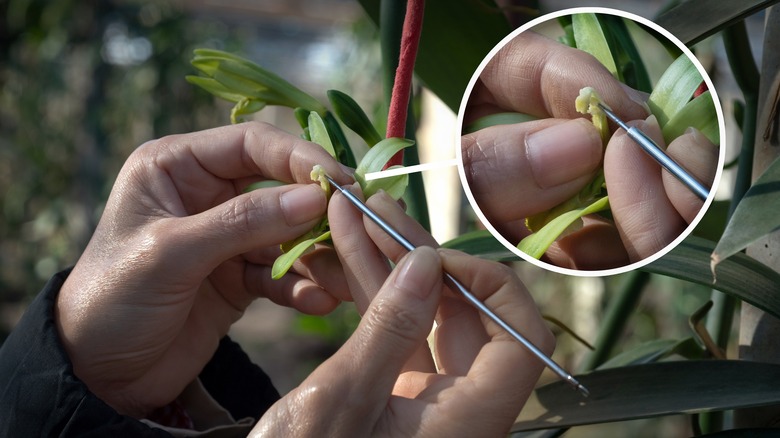 hand pollinating vanilla orchid flowers