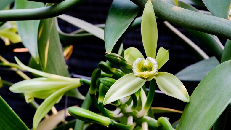 Vanilla orchid flowers and vine