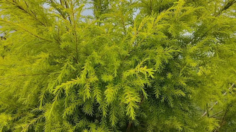 weeping foliage of Melaleuca bracteata