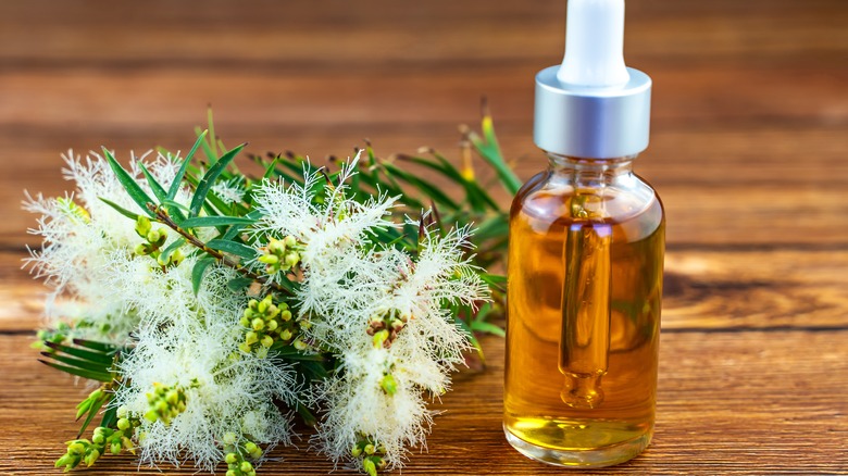 tea tree oil with plant