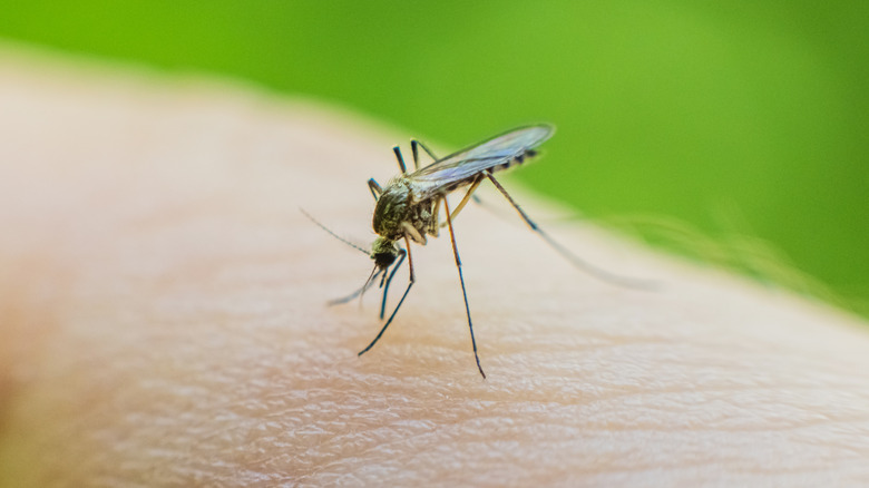 mosquito on hand