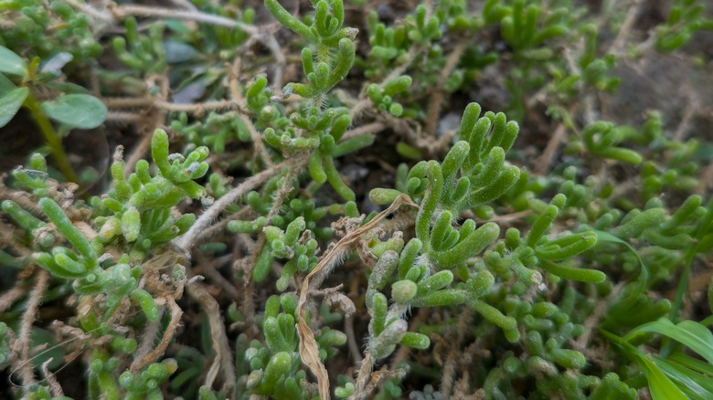 Pink Dicrocaulon ramulosum