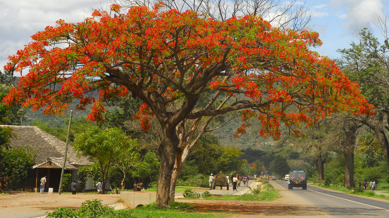 Poincianas tree