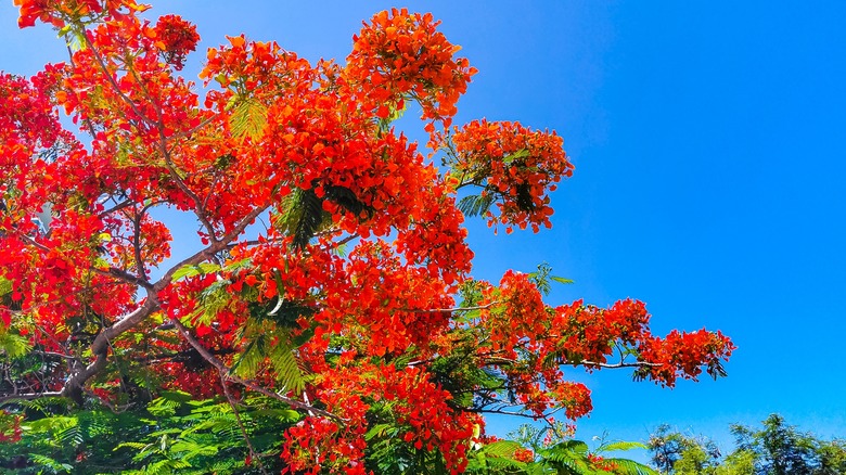 Poincianas tree flowers up close