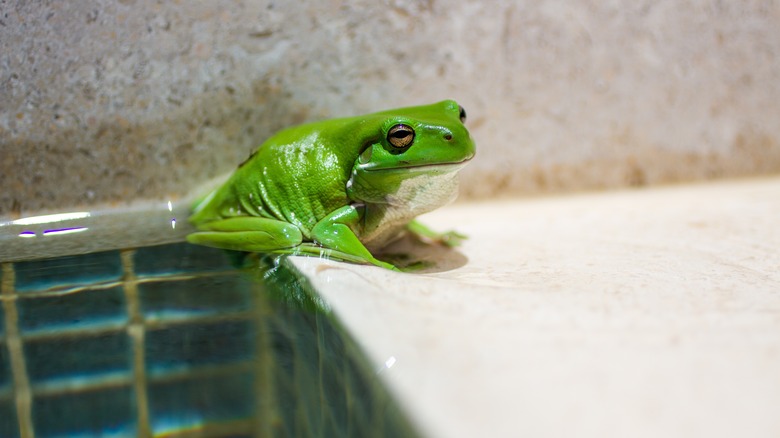 Frog next to pool