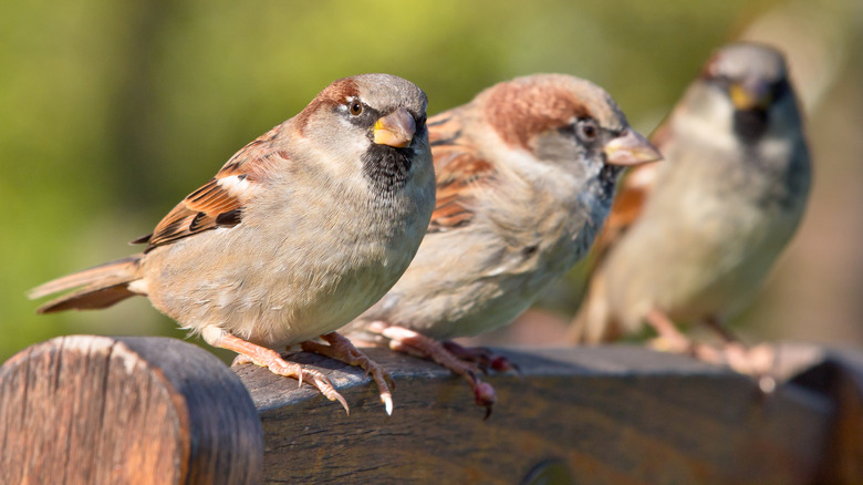 birds on porch chair