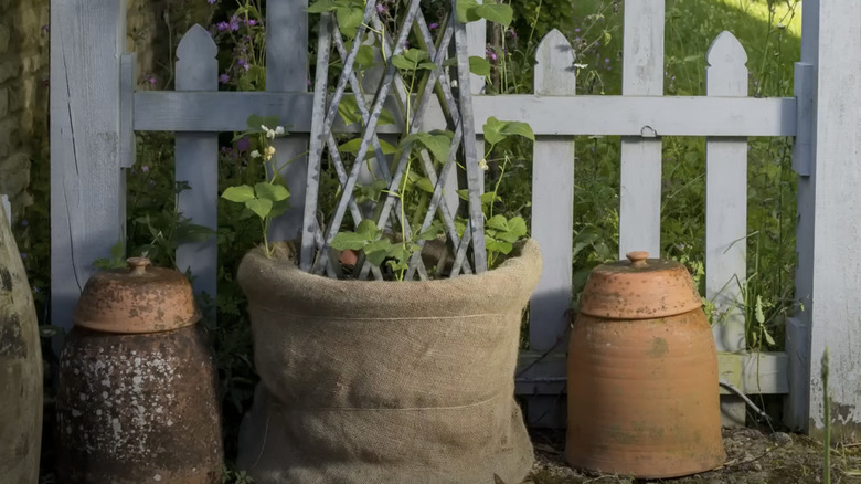 An outdoor plant pot covered with a natural fiber rug and planted with string beans and a trellis.