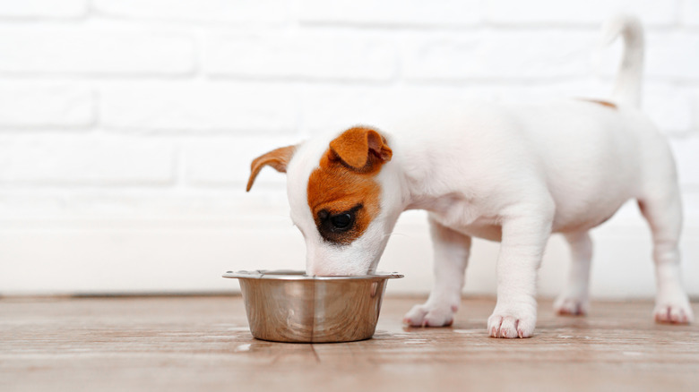 terrier puppy drinking out of a water bowl