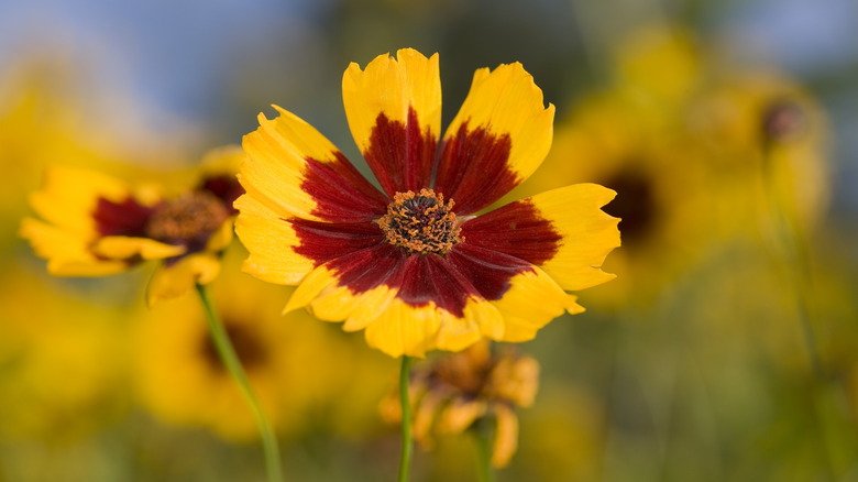 coreopsis varieties