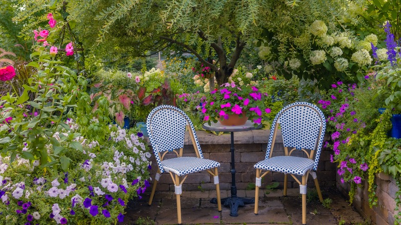 garden with limelight hydrangea tree