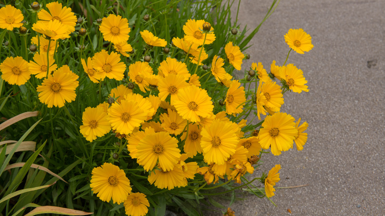 tickseed border planting