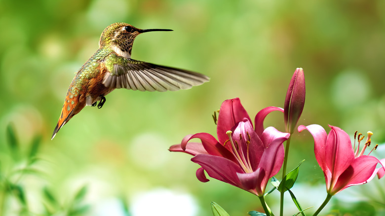 hummingbird hovers by lily flower