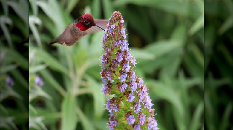 hummingbird drinking from veronica