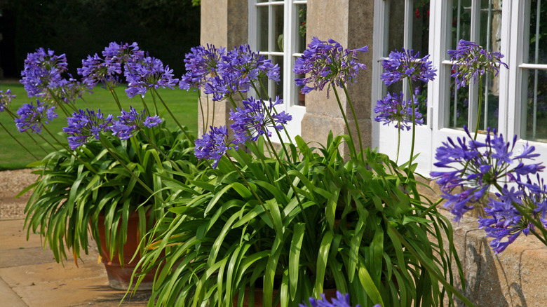 Purple potted plants