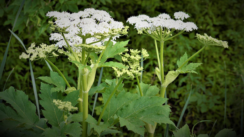 Giant hogweed with white flowers