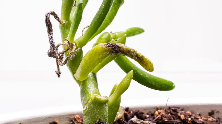 Overwatered jade plant