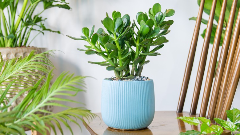 healthy jade plant