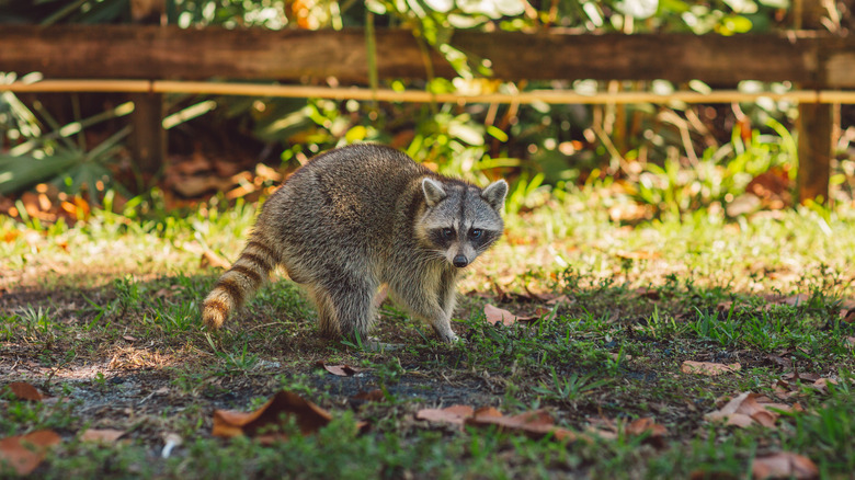 raccoon in backyard