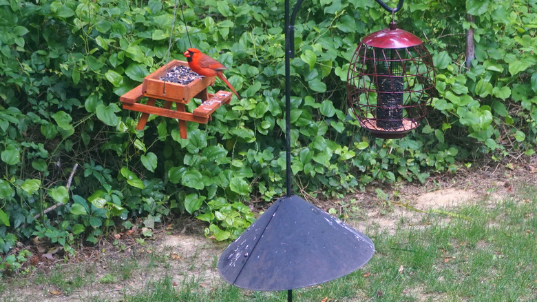 bird feeder baffle