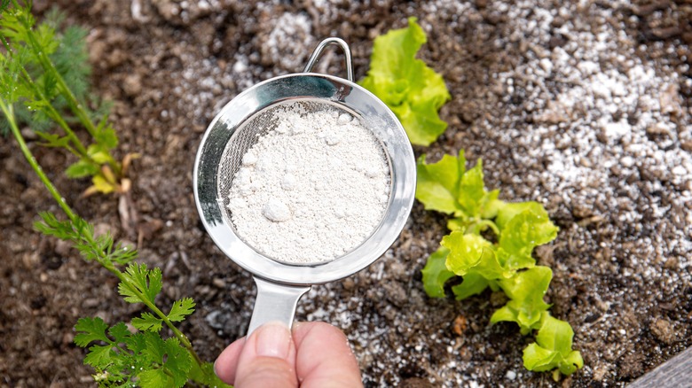 sprinkling diatomaceous earth on soil