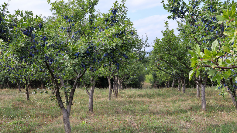 Multiple plum trees in orchard
