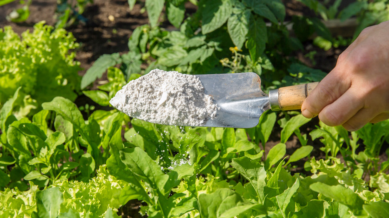 Hand holding shovel with diatomaceous earth