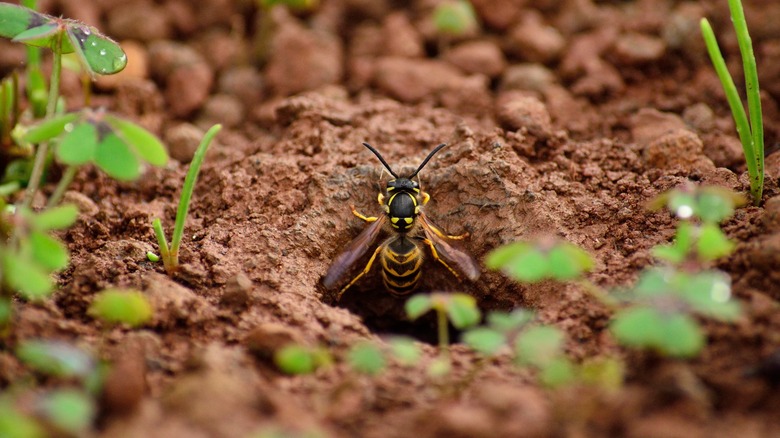 Wasp crawling out of underground nest