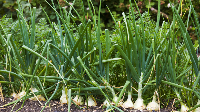 The Surefire Way To Tell If Your Onions Are Ready To Harvest   Knowing When To Harvest Onions 1691524783 