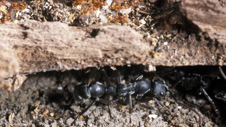 termites under wood