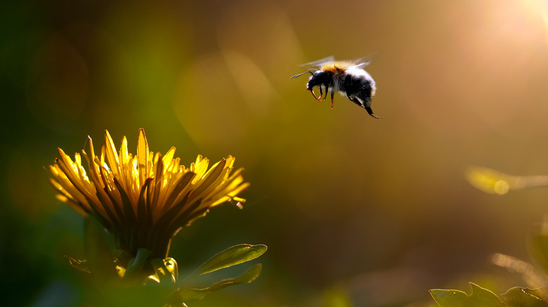 Bee flying to a dandelion