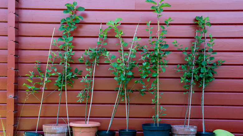 Small apple saplings against a red wall.