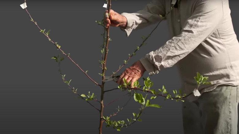 A video illustrating how to prune a young fruit using the open-center method