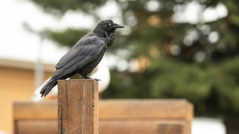 black bird sitting on fence post with greenery in the background