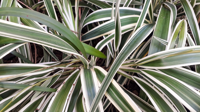 Carex with variegated leaves