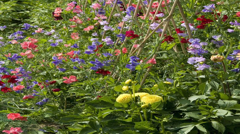 Various colors of sweet pea grow along pole supports