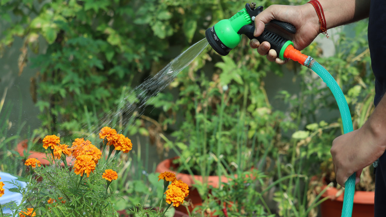 watering marigolds