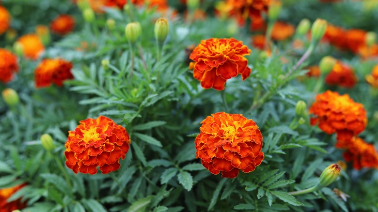 red and yellow marigolds