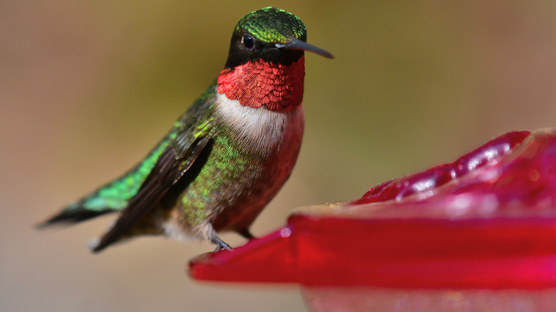 hummingbird on top of feeder