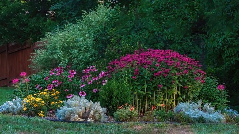 small flowers in a garden