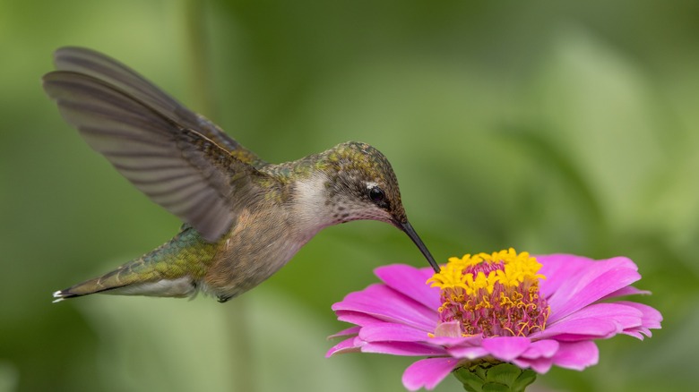 hummingbird feeding from pink zinnia