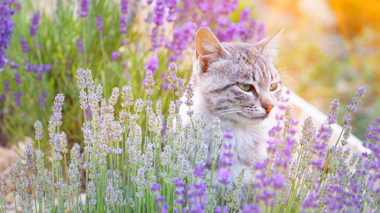 Cat sitting in lavender plant outside