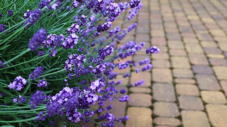 Lavender bushes growing by sidewalk