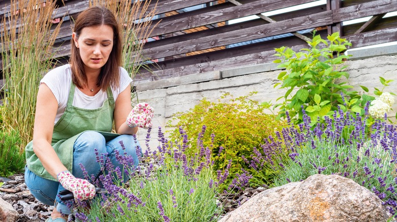 Woman tending to lavender plant