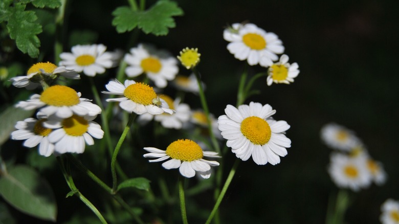 chamomile flower patch